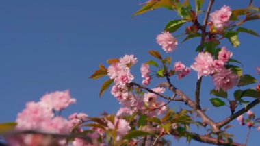Mavi gökyüzü arka planında çiçek açan pembe sakura, yakın plan. Yüksek kaliteli FullHD görüntüler