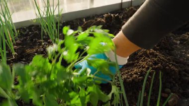 Domates fideleri dikmeden önce seradaki bir yatağa yerleştirilir. Yüksek kalite 4k görüntü