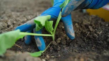 Mavi lastik eldivenli bir kadın sebze bahçesine lahana fideleri dikiyor. Yüksek kaliteli FullHD görüntüler