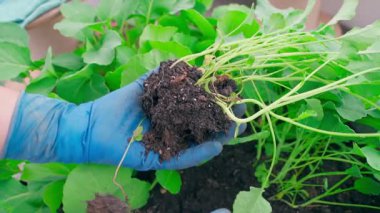 Eldiven takan kadınların ellerinde lahana tohumları, yakın plan. Yüksek kaliteli FullHD görüntüler