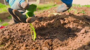 Mavi lastik eldivenli kadın eller lahana filizli sebze bahçesi yatağında çalışıyor. Yüksek kaliteli FullHD görüntüler