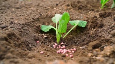 Mineral gübreli lahana fideleri ekiyorum, yakın plan. Yüksek kaliteli FullHD görüntüler