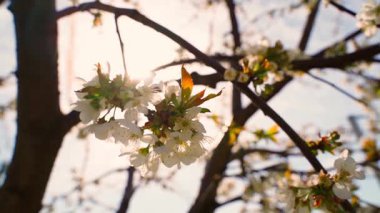 Güneşe karşı kiraz çiçeği, yakın plan. Yüksek kaliteli FullHD görüntüler