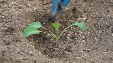 Genç lahana lahanaları mineral gübreyle gübrelenir. Yüksek kalite 4k görüntü