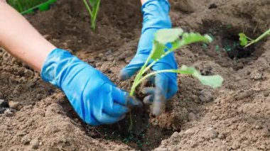 Mavi lastik eldivenli kadın eller güneşli bir günde bahçe yatağına lahana tohumu ekerler. Yüksek kalite 4k görüntü