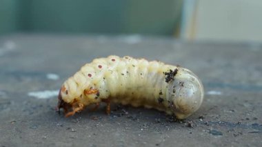 Büyük gergedan böcek larvası hareket ediyor, yakın plan. Yüksek kalite 4k görüntü