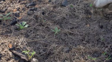 Eldivendeki bir el sebze bahçesinde otları çeker, yakın plan. Yüksek kalite 4k görüntü