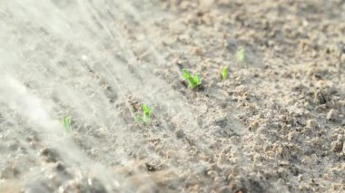 Sulama tenekesiyle bezelye filizini suluyorum, yakın plan. Yüksek kalite 4k görüntü