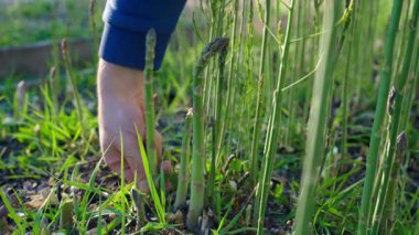Bir adamın eli sebze bahçesinde kuşkonmaz topluyor. Yüksek kalite 4k görüntü