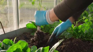 Seradaki bir yatağın üzerine domates fideleri dikmek, yakın plan. Yüksek kalite 4k görüntü