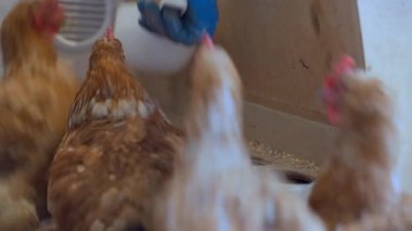 Tavuklar bir besleyiciyle besleniyor. Aç tavuklar besleyiciden yer. Yüksek kalite 4k görüntü