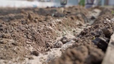 Yeşil granüle edilmiş haşere kontrol katkı maddesi havuç ekme sırasına döküldü. Yüksek kaliteli FullHD görüntüler