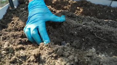 Eldivenli bir el bir sıra tohumu yavaş çekimde tırmıklıyor. Yüksek kaliteli FullHD görüntüler