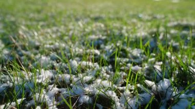 Baharda karla kaplı çimlerin üzerinde yumuşak kamera hareketi. Sabahları yeşil çimlerin üzerinde eriyen karlar. Yüksek kaliteli FullHD görüntüler