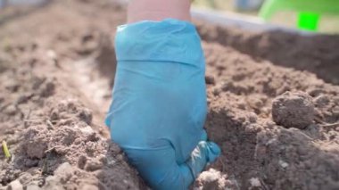 Bir kadın elinde mavi bir eldiven, bahçe yatağında tohumları dolduruyor. Yaklaş, yavaş çekimde. Yüksek kaliteli FullHD görüntüler