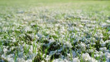 Baharda karla kaplı çimlerin üzerinde yumuşak kamera hareketi. Sabahları yeşil çimlerin üzerinde eriyen karlar. Yüksek kaliteli FullHD görüntüler