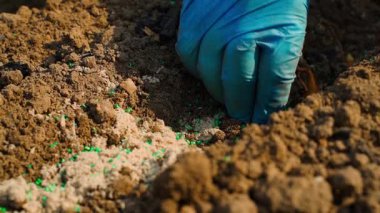 Bir kadın elinde mavi lastik bir eldivenle bir bahçe yatağına soğan yerleştiriyor, ağır çekimde. Yüksek kaliteli FullHD görüntüler