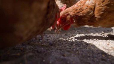 Tavukların yerden yavaş çekimde yemesine yakın çekim, güneşli bir gün. Yüksek kaliteli FullHD görüntüler
