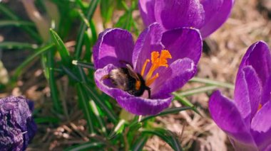 Bumblebee, güneşli bir günde mor renkli krukusu döller. Yüksek kaliteli FullHD görüntüler