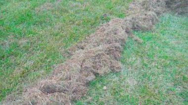 Kıştan sonra kuru çimlerle kaplanmış. Ölü çimenleri tırmıkla temizle. Yakın planda düzgün kamera hareketi. Yüksek kaliteli FullHD görüntüler