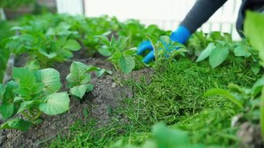 Bahçe yatağını patateslerle donatmak, yavaş çekimde yakın çekim. Yüksek kaliteli FullHD görüntüler