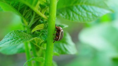 Patates sandığında oturan Colorado 'lu patates böceği. Arka planda bulanıklık var. Yüksek kaliteli FullHD görüntüler