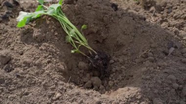 Bahçe yatağına dikmeden önce lahana filizlenir. Yüksek kaliteli FullHD görüntüler