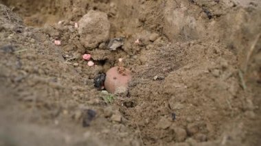 Bahçe yatağına toprak serpiştirilmiş patates tohumları, yavaş çekimde yakın çekim. Yüksek kaliteli FullHD görüntüler