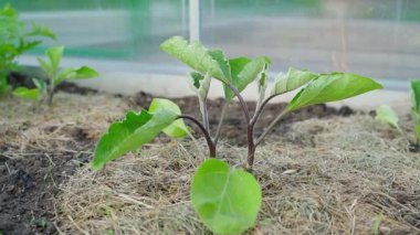 Genç patlıcan fideleri, yakın plan. Seradaki bahçe yatağının toprağı kuru otlarla kaplıdır. Yüksek kaliteli FullHD görüntüler