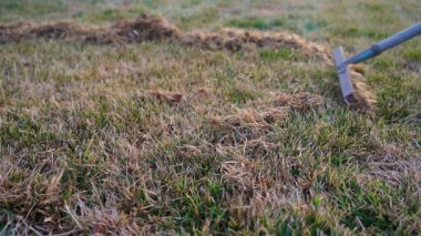 Bir tırmık kıştan sonra ilkbaharda çimleri taramak için kullanılır. Çimleri kuru otlardan temizliyorum. Yüksek kaliteli FullHD görüntüler