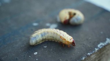 İki gergedan böcek larvası yaklaşıyor. Yüksek kaliteli FullHD görüntüler