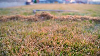 Kıştan sonra kuru çimlerle kaplanmış. Ölü çimenleri tırmıkla temizle. Yakın planda düzgün kamera hareketi. Yüksek kaliteli FullHD görüntüler