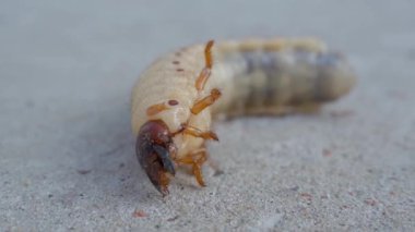 Hareket eden bir gergedan böcek larvasının yakın çekimi. Yüksek kalite 4k görüntü