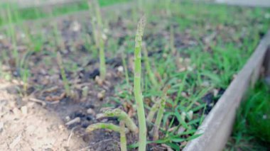 Mavi lastik eldivenli bir kadın bahçe yatağında kuşkonmaz topluyor, yakın plan. Yüksek kalite 4k görüntü