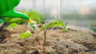 Genç patlıcan fideleri bir sulama kutusundan sulanır, yakın plan. Seradaki bahçe yatağının toprağı kuru otlarla kaplıdır. Yüksek kaliteli FullHD görüntüler