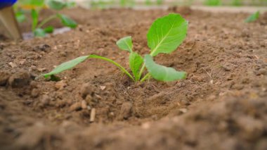 Genç bir lahana filizi bahçe yatağına suyla doldurulur, yakın çekim. Yüksek kaliteli FullHD görüntüler