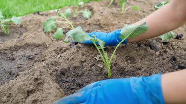 Bahçeye lahana tohumları ekme işi bitti. Bahçede çalışan eldivenli eller. Yüksek kaliteli FullHD görüntüler
