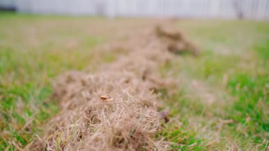 Çimleri tırmıkladıktan sonra çimenleri kurut, yakın plan. Pürüzsüz kamera hareketi. Yüksek kaliteli FullHD görüntüler