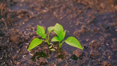 Genç dolma biber tohumları bir sulama kutusundan sulanır, yakın çekim. Yüksek kaliteli FullHD görüntüler