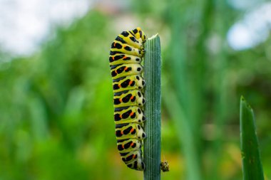Bir kırlangıç tırtılının dereotunu yediği yakın plan..