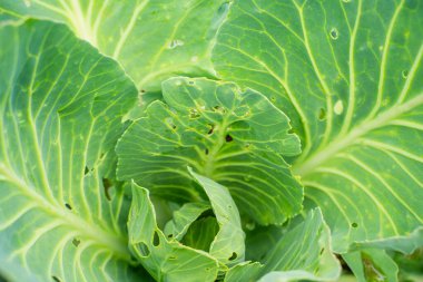 Haşerelerin yediği lahana yaprakları, yakın plan..