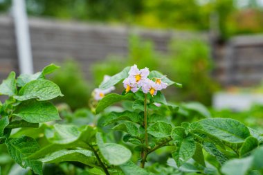 Bahçe yatağında çiçek açan patatesler, yakın plan.