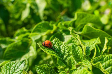 Colorado patates böceği larvası patates yaprakları yiyor, yakın plan..
