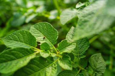 Colorado patates böceği larvası patates yaprakları yiyor, yakın plan..