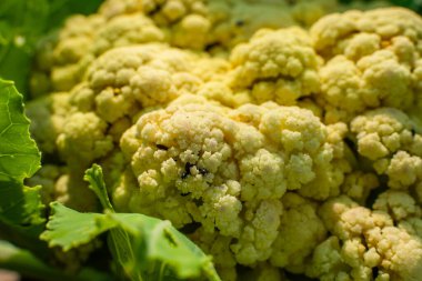 Sebze bahçesinde büyüyen karnabahar, Carpophilus hemipterus böcekleri, yakın plan..