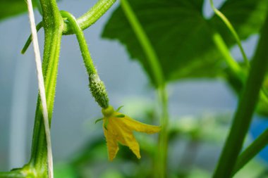 Serada büyüyen genç salatalıklar. Sarı çiçek açan salatalıklar, yakın plan..