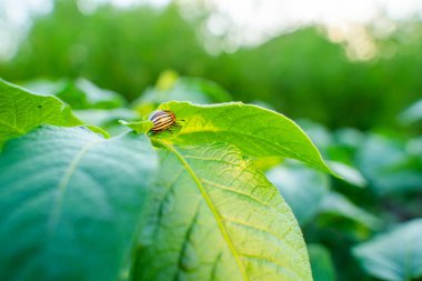 Patates yaprağında Colorado patates böceği güneşli bir günde yakın planda. Colorado patates böceği patates yiyor..