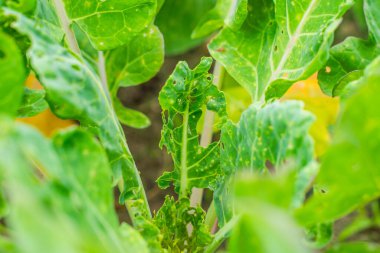 Büyüyen Brüksel lahanaları haşereler tarafından yenir, yakın plan..
