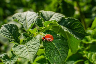 Colorado patates böceği larvası patates yaprakları yiyor, yakın plan..