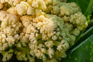 Sebze bahçesinde büyüyen karnabahar, Carpophilus hemipterus böcekleri, yakın plan..